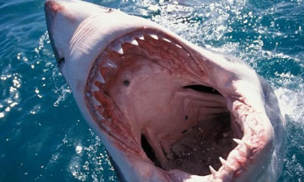 Τρόμος στη Χαβάη: Καρχαρίας κατασπαράζει σέρφερ-Δείτε βίντεο